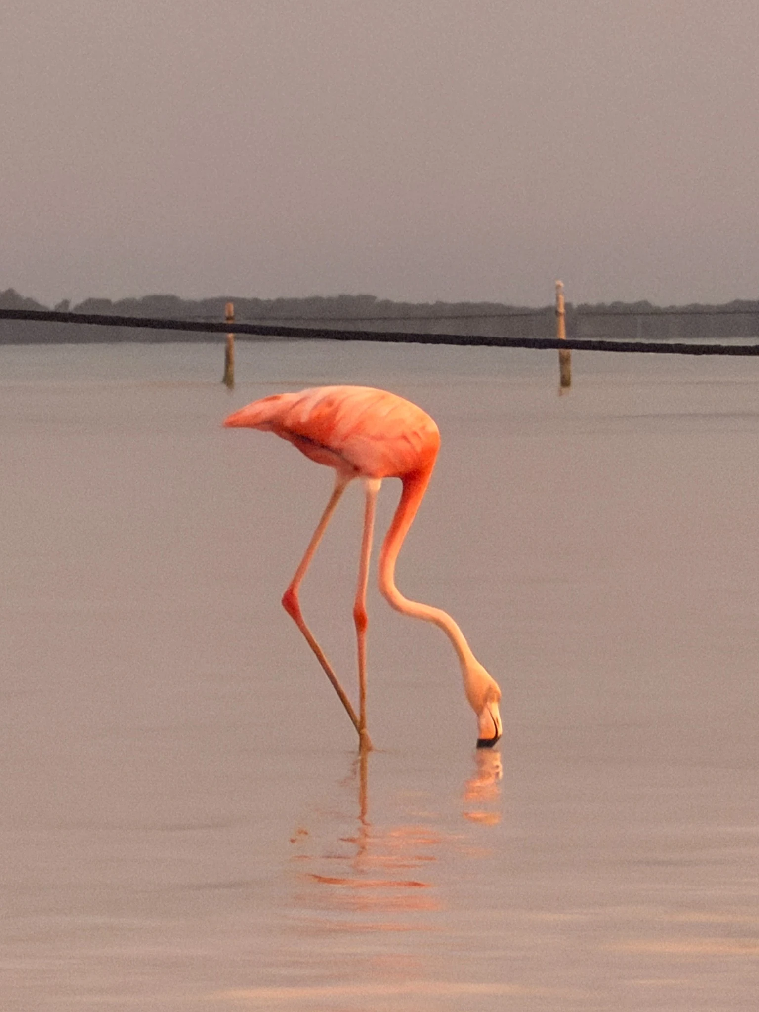 Flamencos en una laguna de Holbox