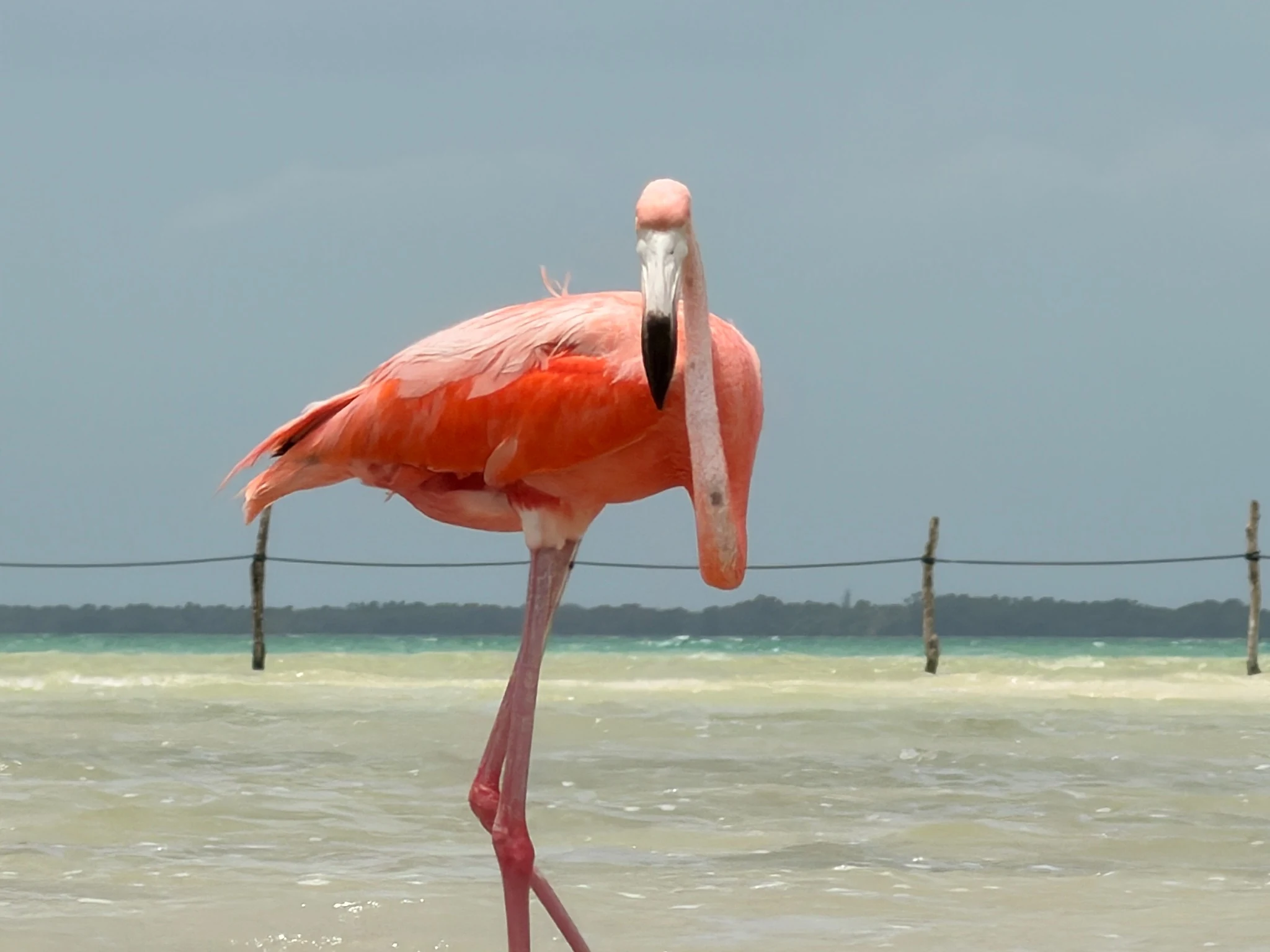 Flamenco en aguas poco profundas de Holbox