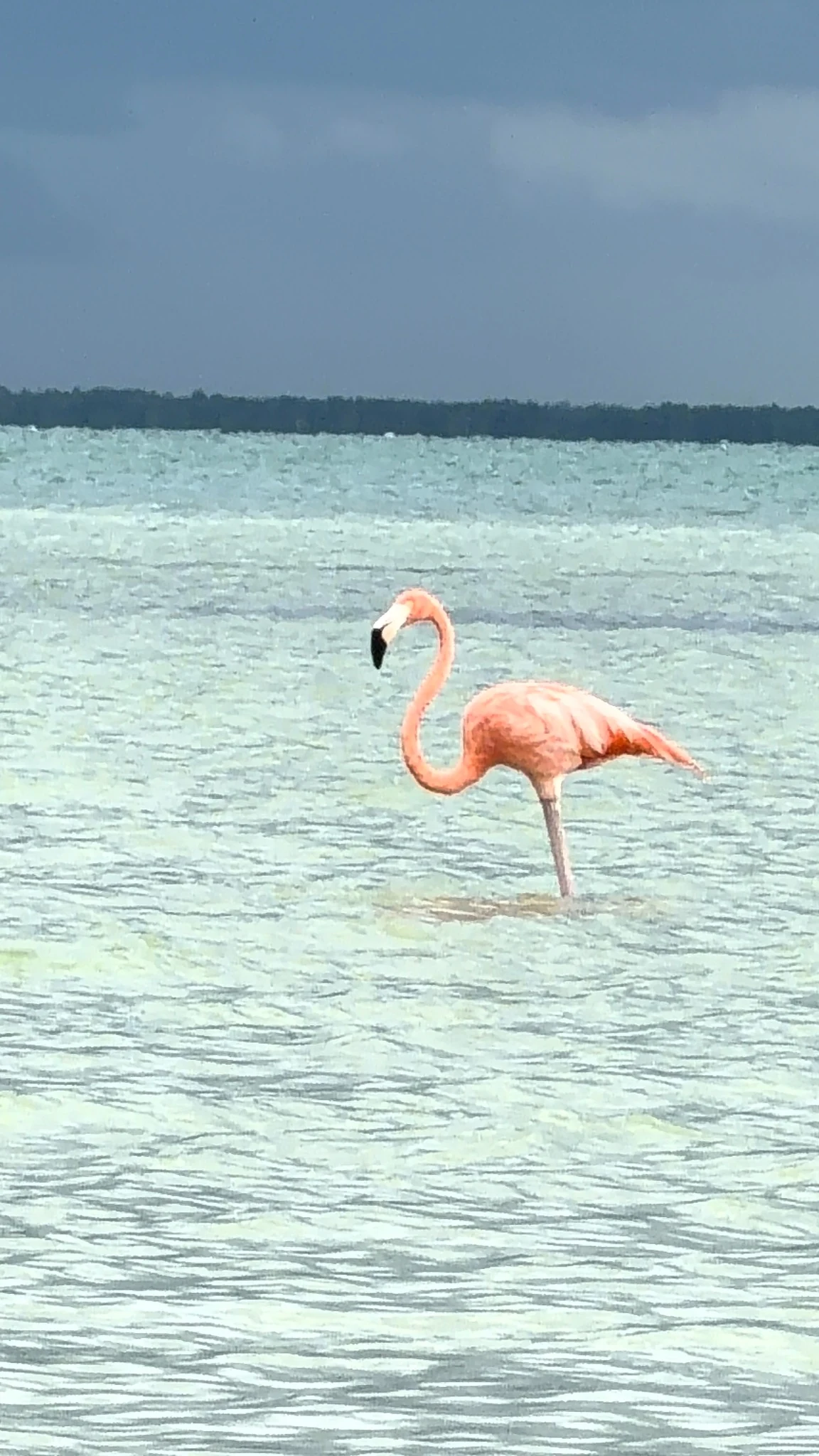 Flamenco junto al mar en Holbox